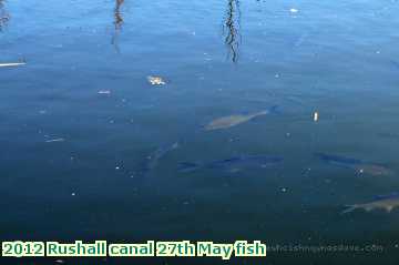  can 2012 Rushall canal 27th May fish