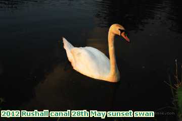  can 2012 Rushall canal 28th May sunset swan