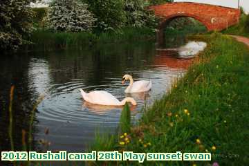  can 2012 Rushall canal 28th May sunset swan