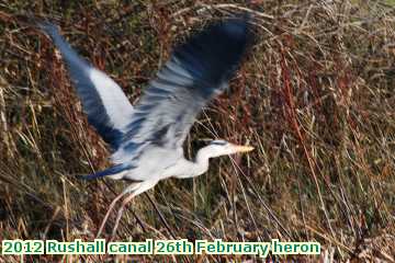  can 2012 Rushall canal 26th February heron