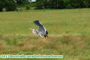  can 2012 Rushall canal 9th June heron