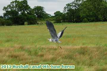  can 2012 Rushall canal 9th June heron