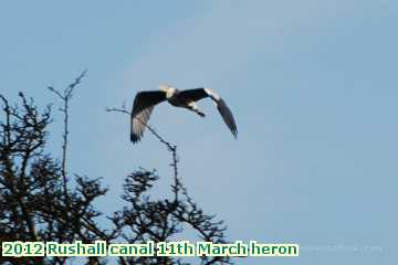  can 2012 Rushall canal 11th March heron