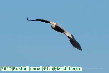  can 2012 Rushall canal 11th March heron