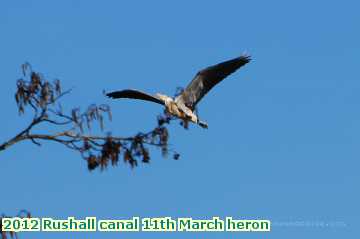  can 2012 Rushall canal 11th March heron