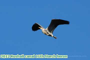  can 2012 Rushall canal 11th March heron