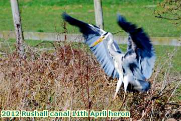  can 2012 Rushall canal 11th April heron