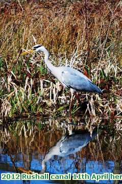  can 2012 Rushall canal 11th April heron