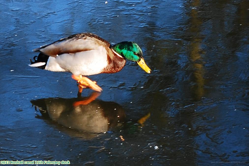 2012 Rushall canal 11th February duck