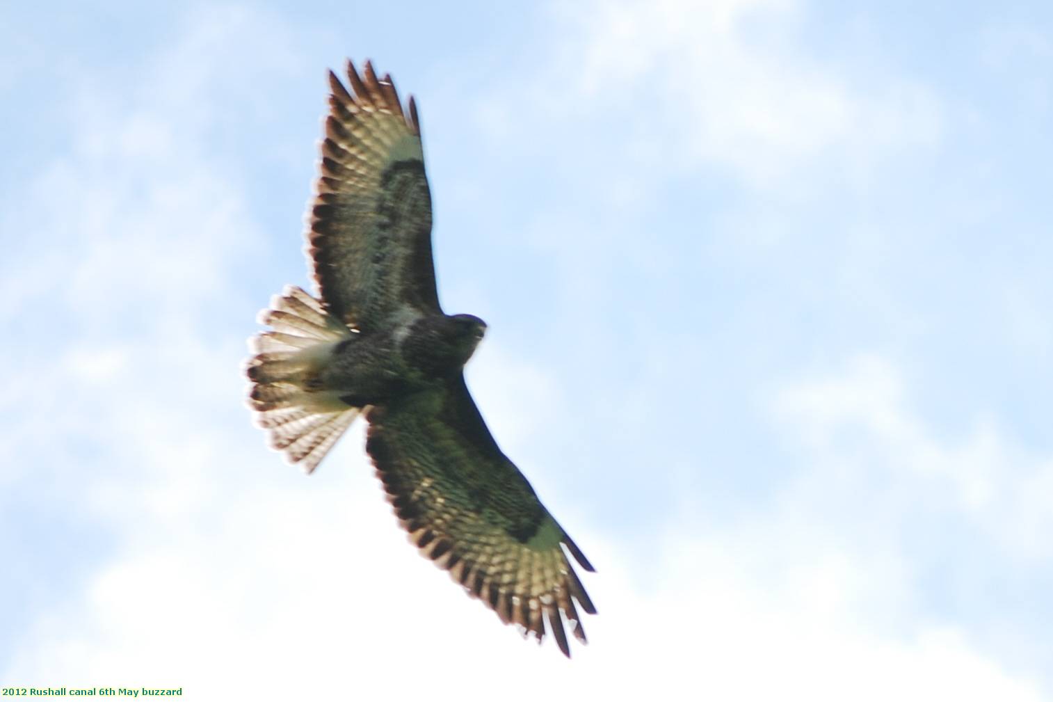 2012 Rushall canal 6th May buzzard