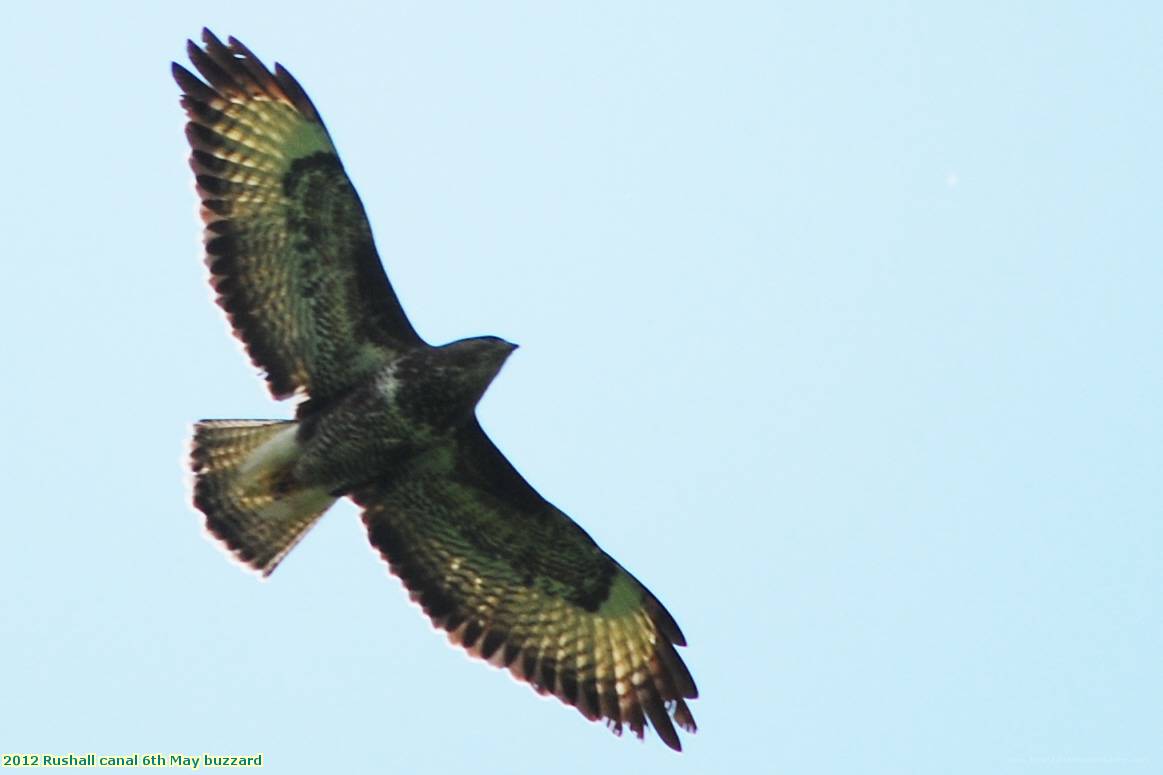 2012 Rushall canal 6th May buzzard