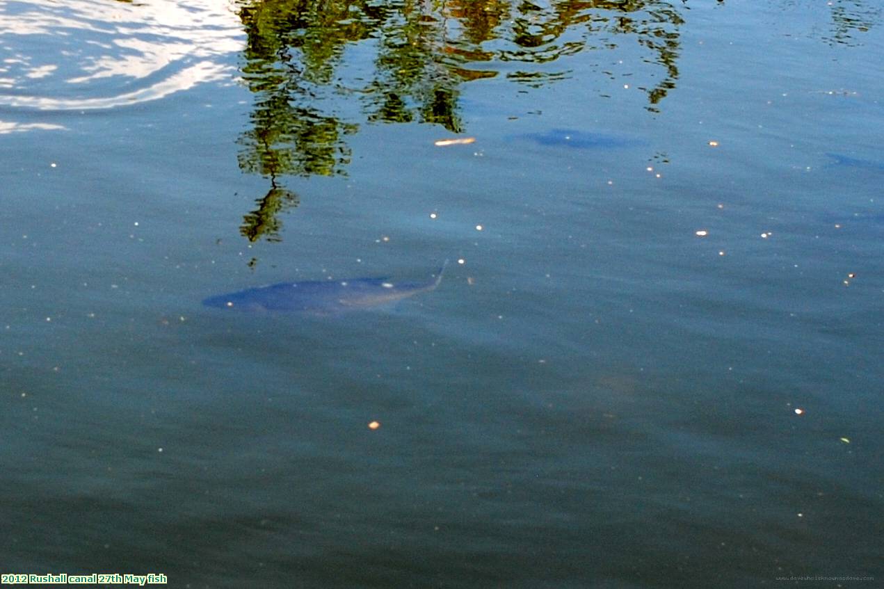 2012 Rushall canal 27th May fish