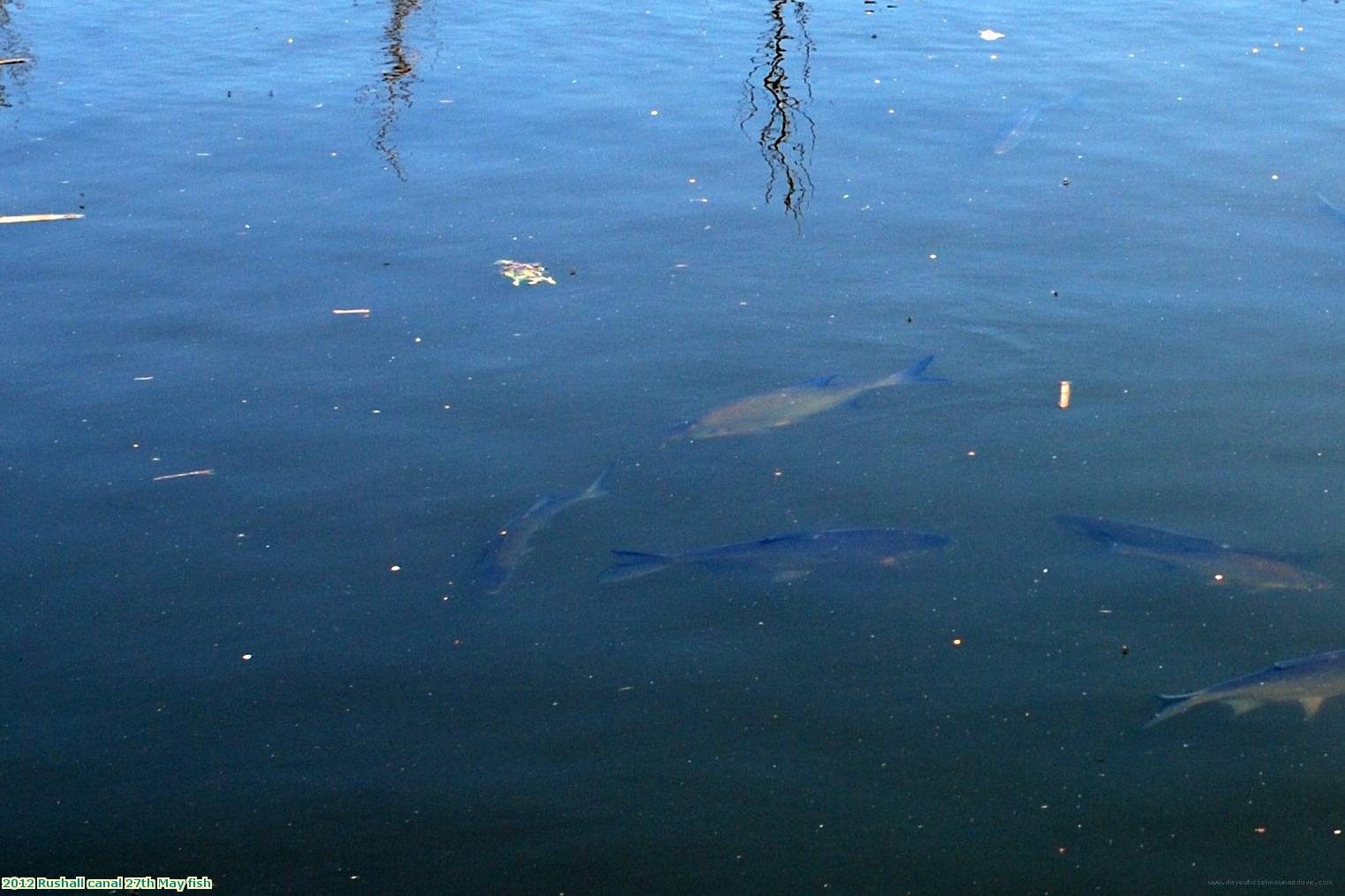 2012 Rushall canal 27th May fish