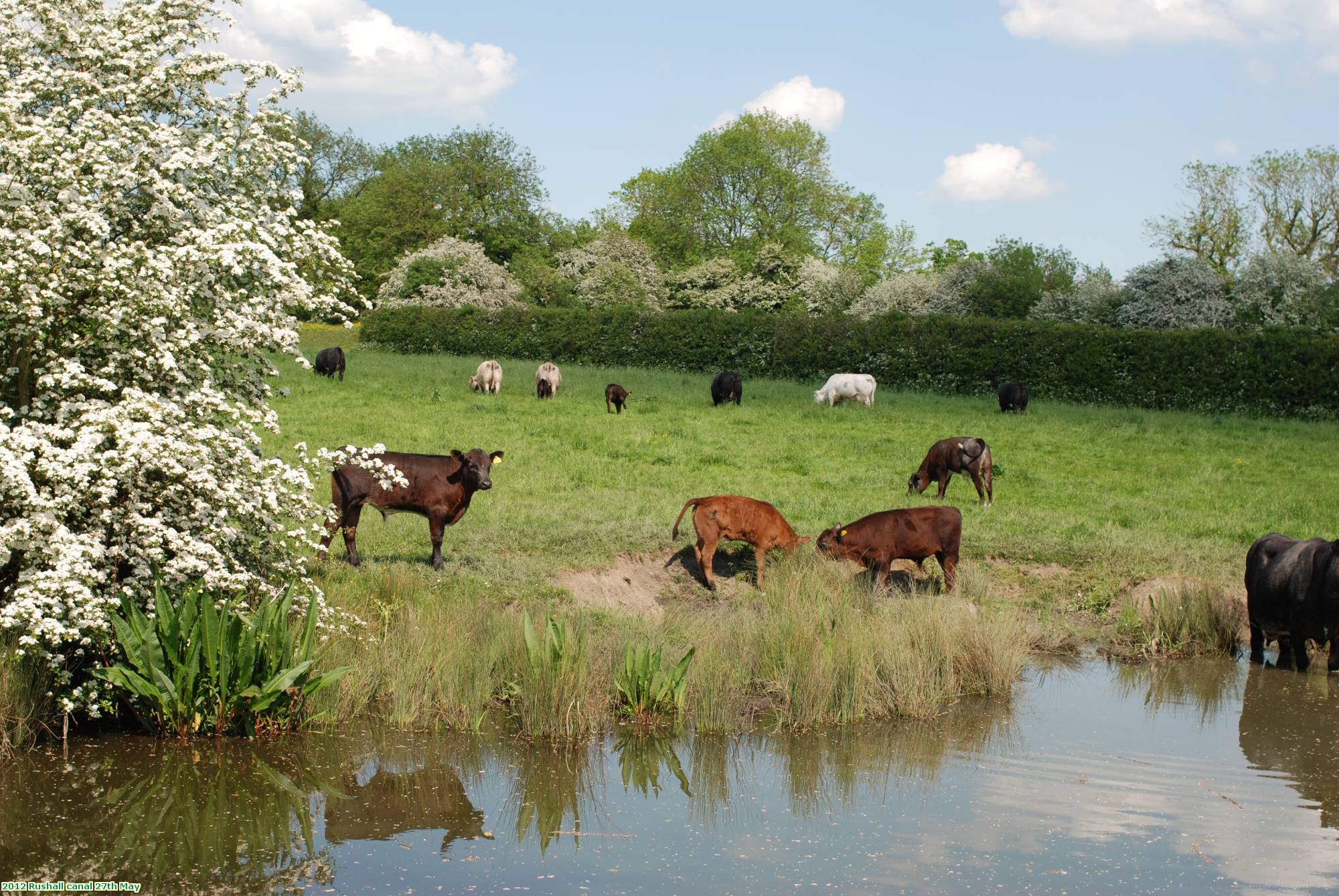 2012 Rushall canal 27th May