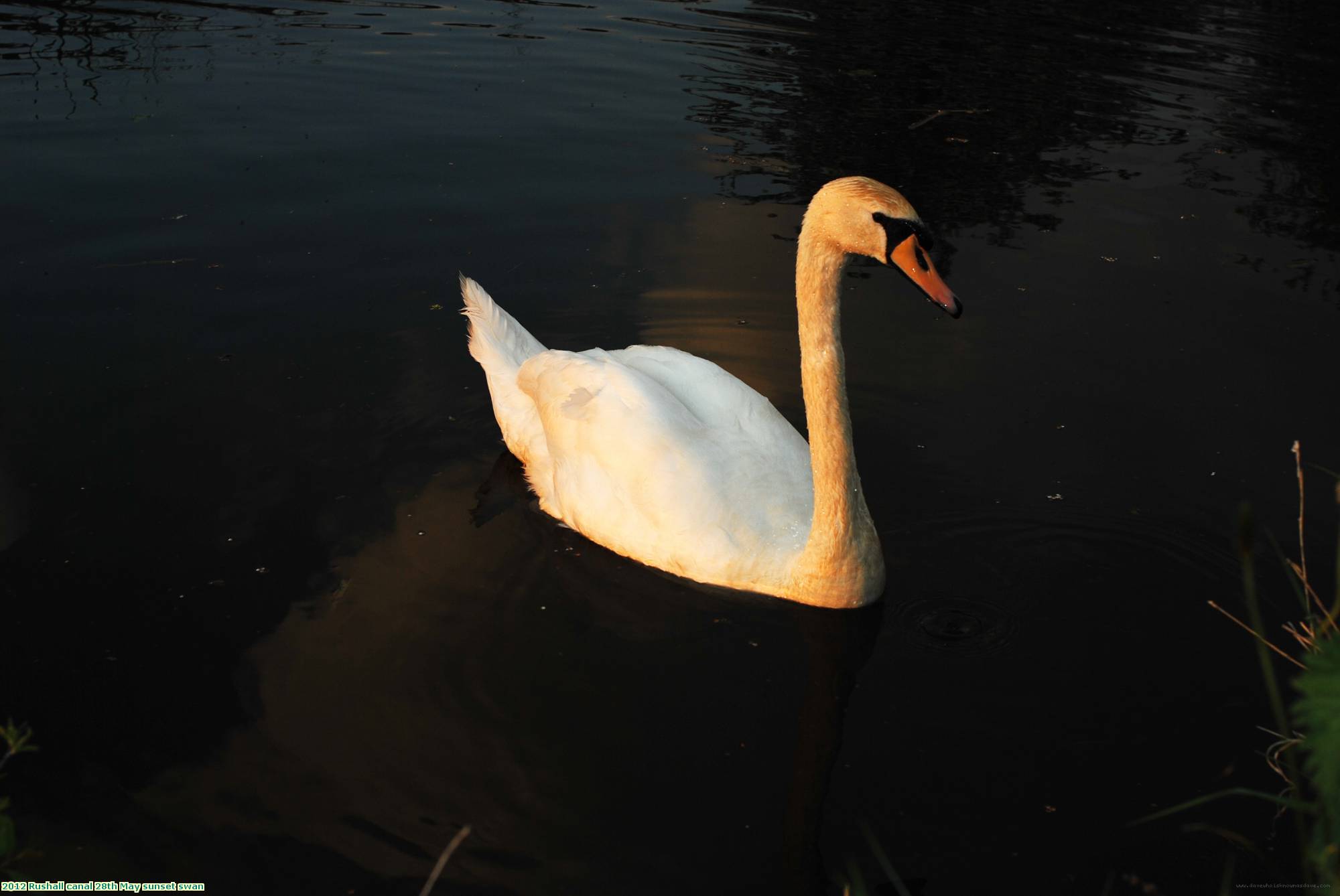 2012 Rushall canal 28th May sunset swan