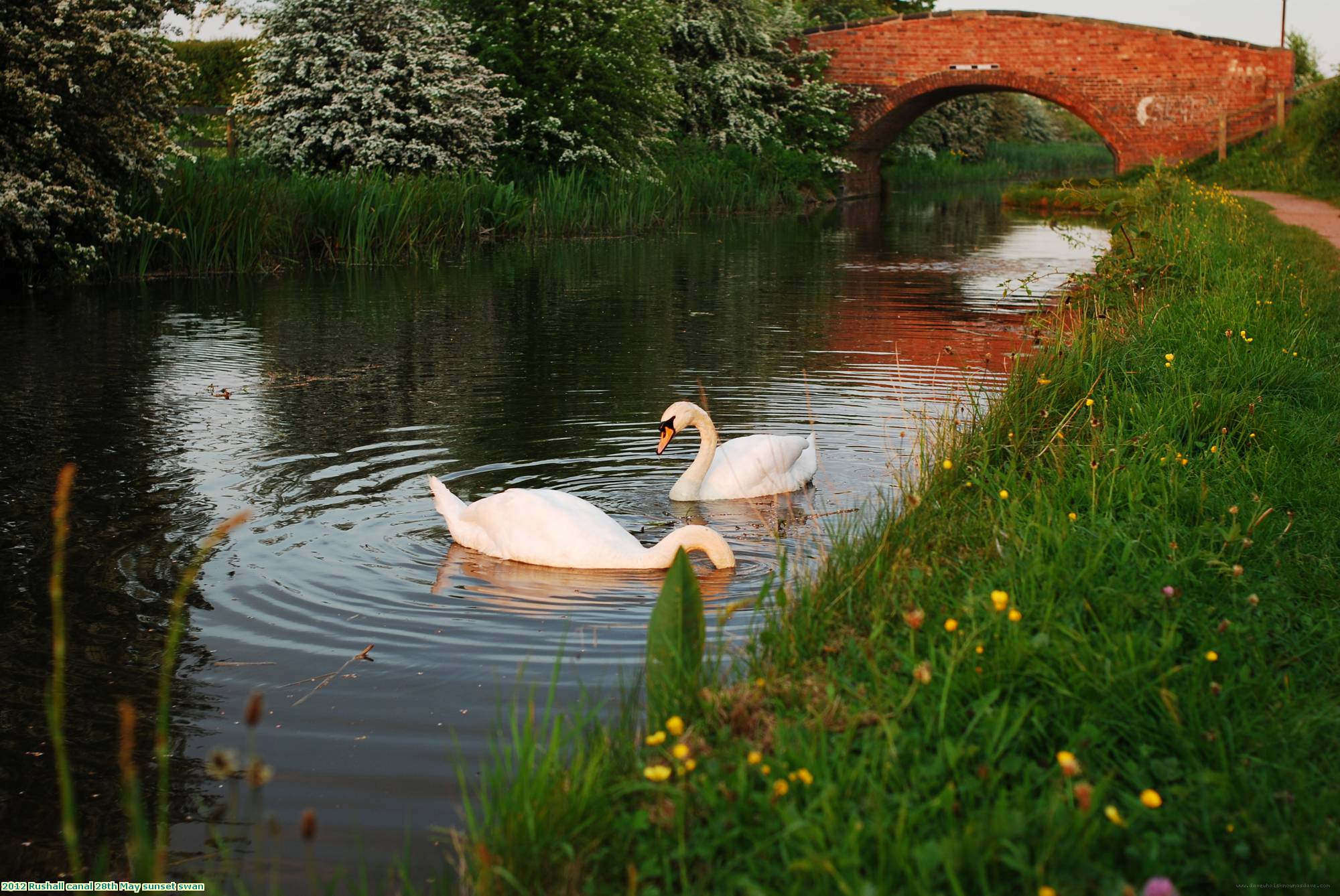 2012 Rushall canal 28th May sunset swan