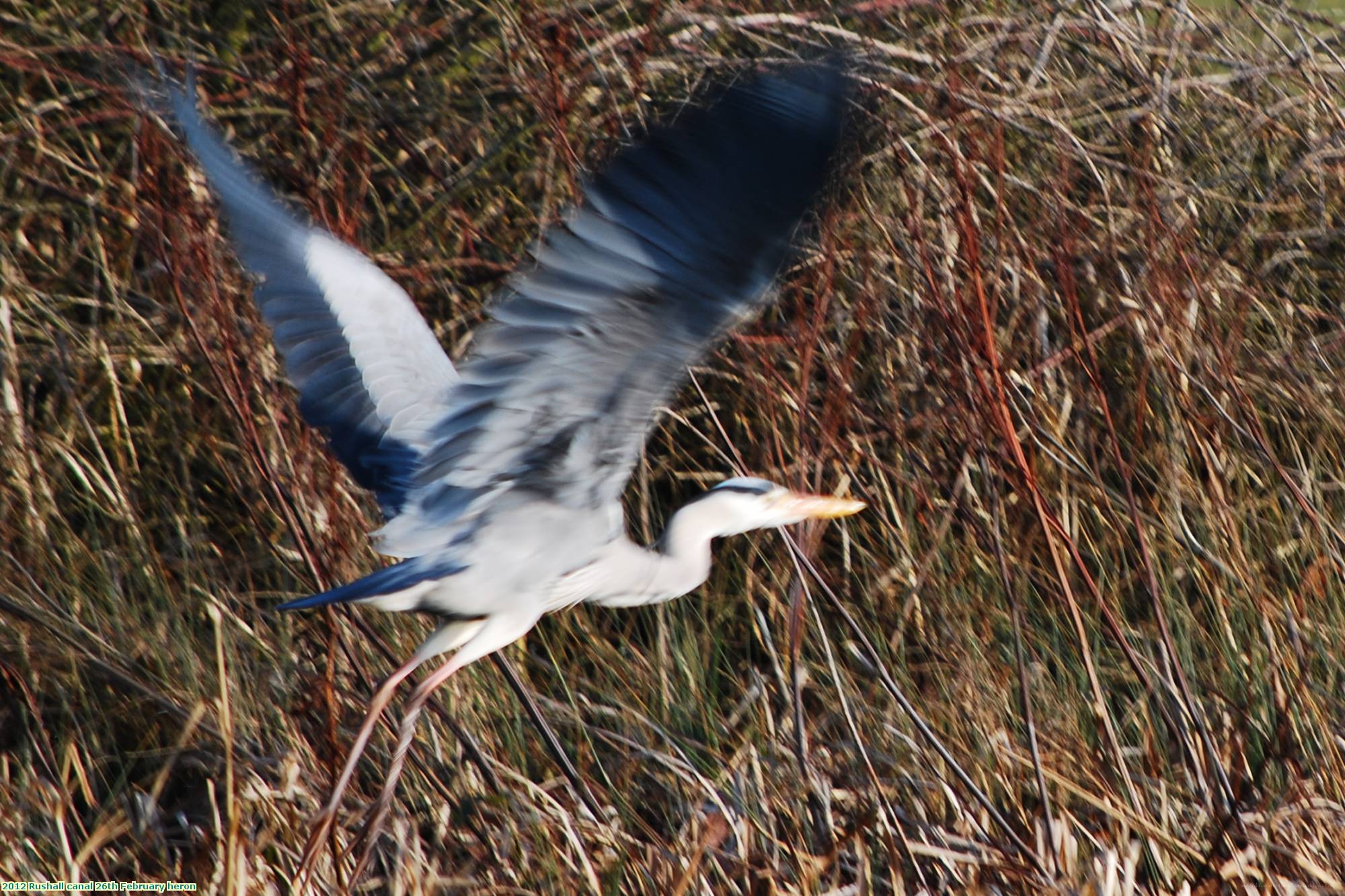 2012 Rushall canal 26th February heron