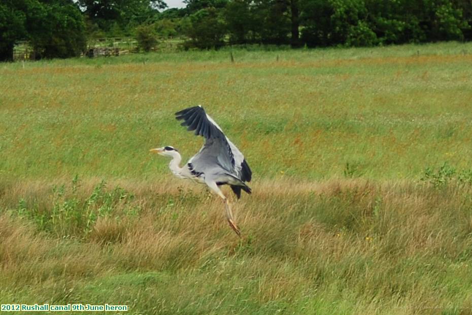 2012 Rushall canal 9th June heron