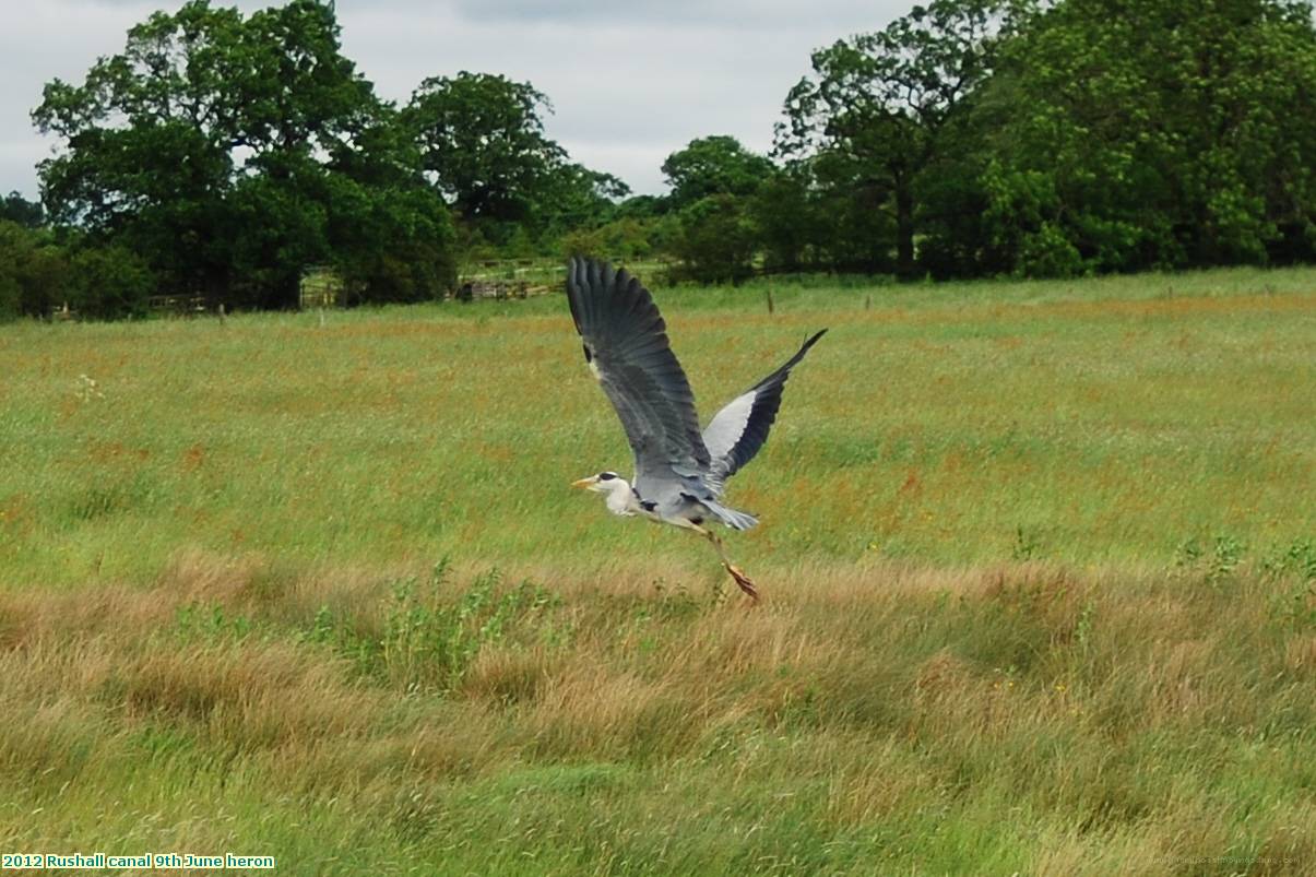 2012 Rushall canal 9th June heron