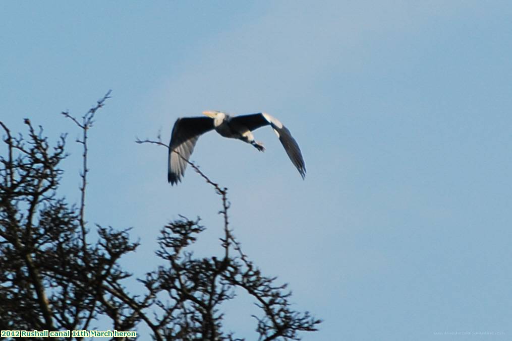 2012 Rushall canal 11th March heron