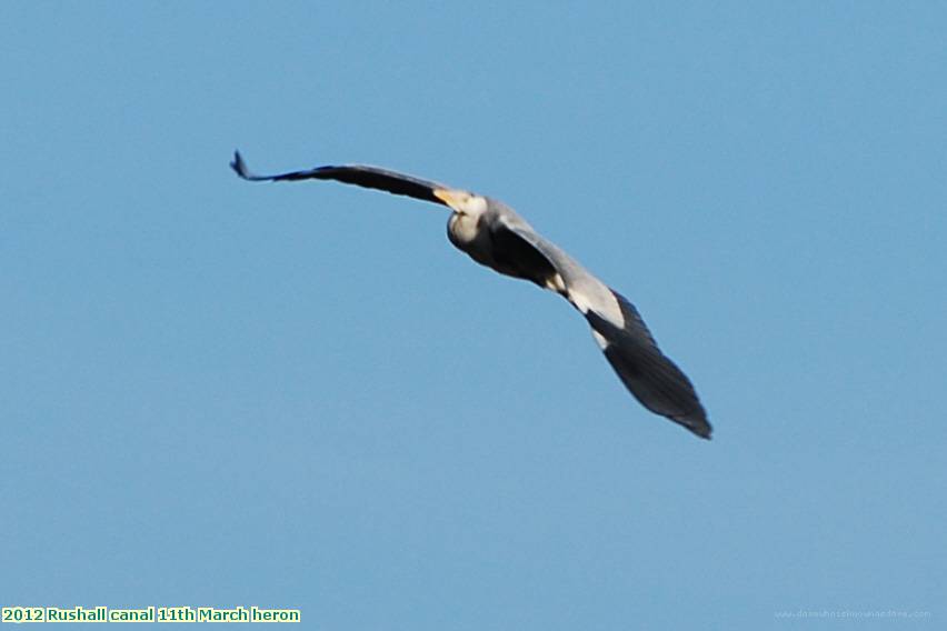 2012 Rushall canal 11th March heron