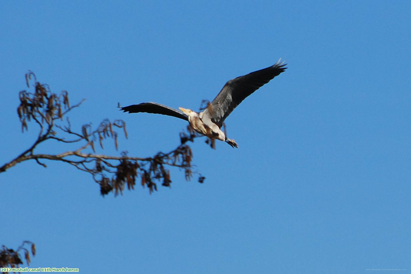 2012 Rushall canal 11th March heron