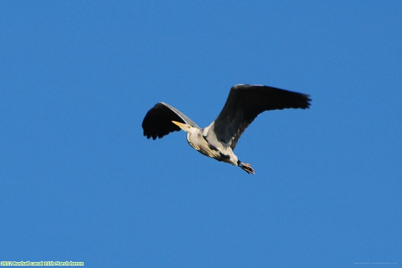 2012 Rushall canal 11th March heron