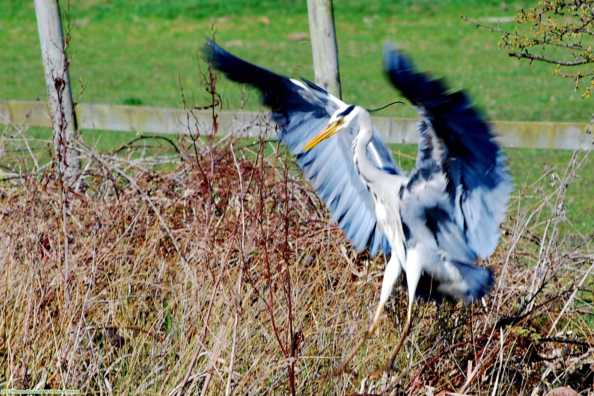 2012 Rushall canal 11th April heron