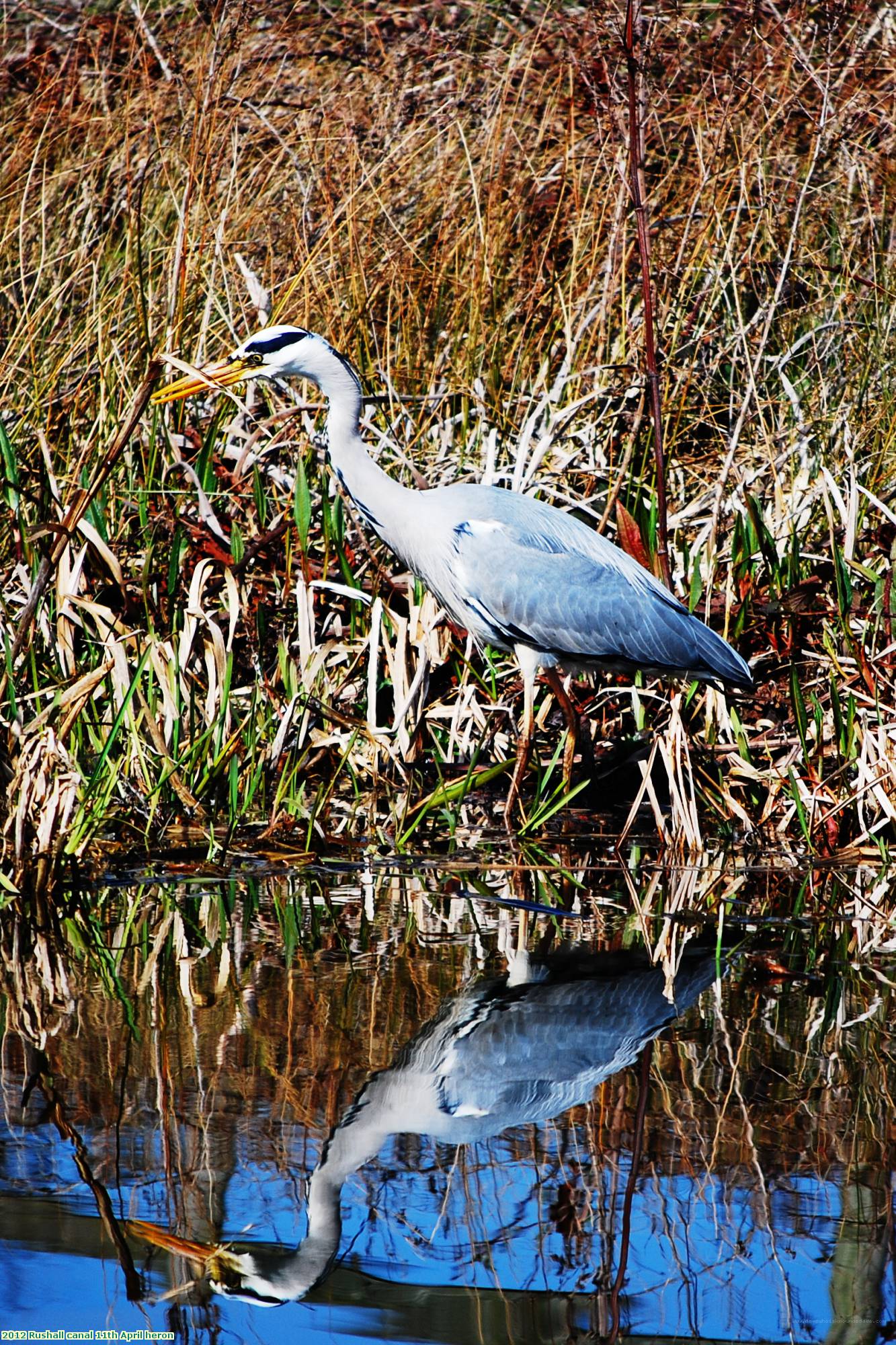 2012 Rushall canal 11th April heron