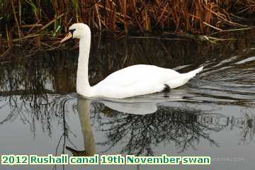  can2 2012 Rushall canal 19th November swan