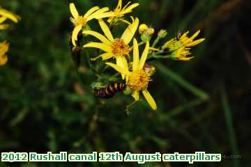  can2 2012 Rushall canal 12th August caterpillars