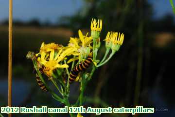  can2 2012 Rushall canal 12th August caterpillars