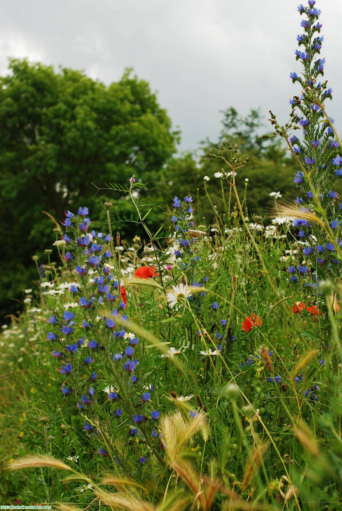 2012 Rushall canal 8th July