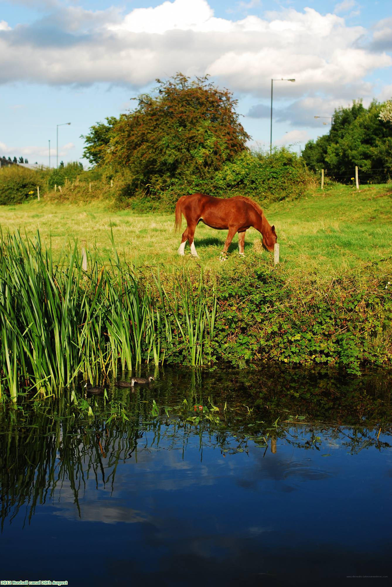 2012 Rushall canal 20th August