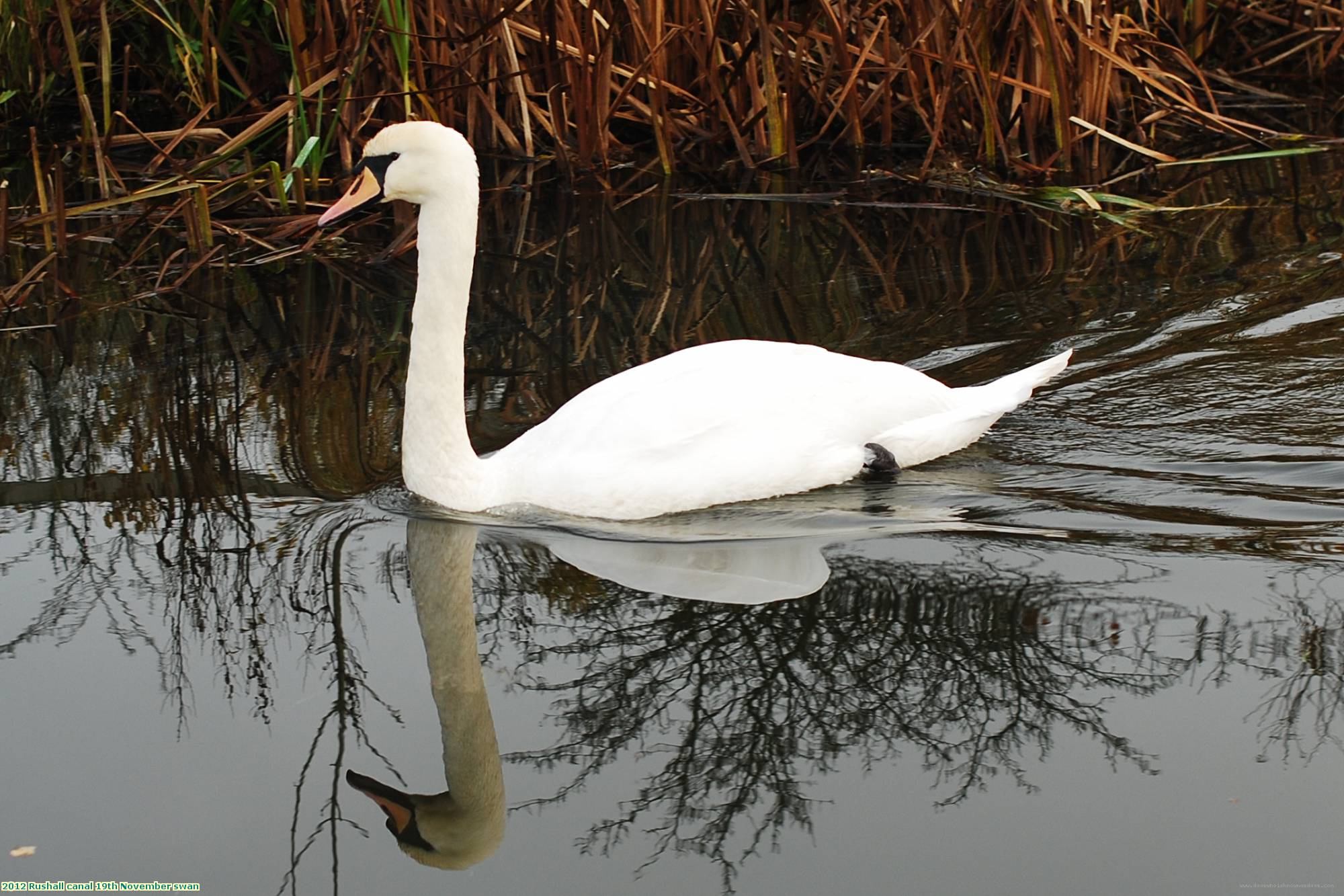 2012 Rushall canal 19th November swan