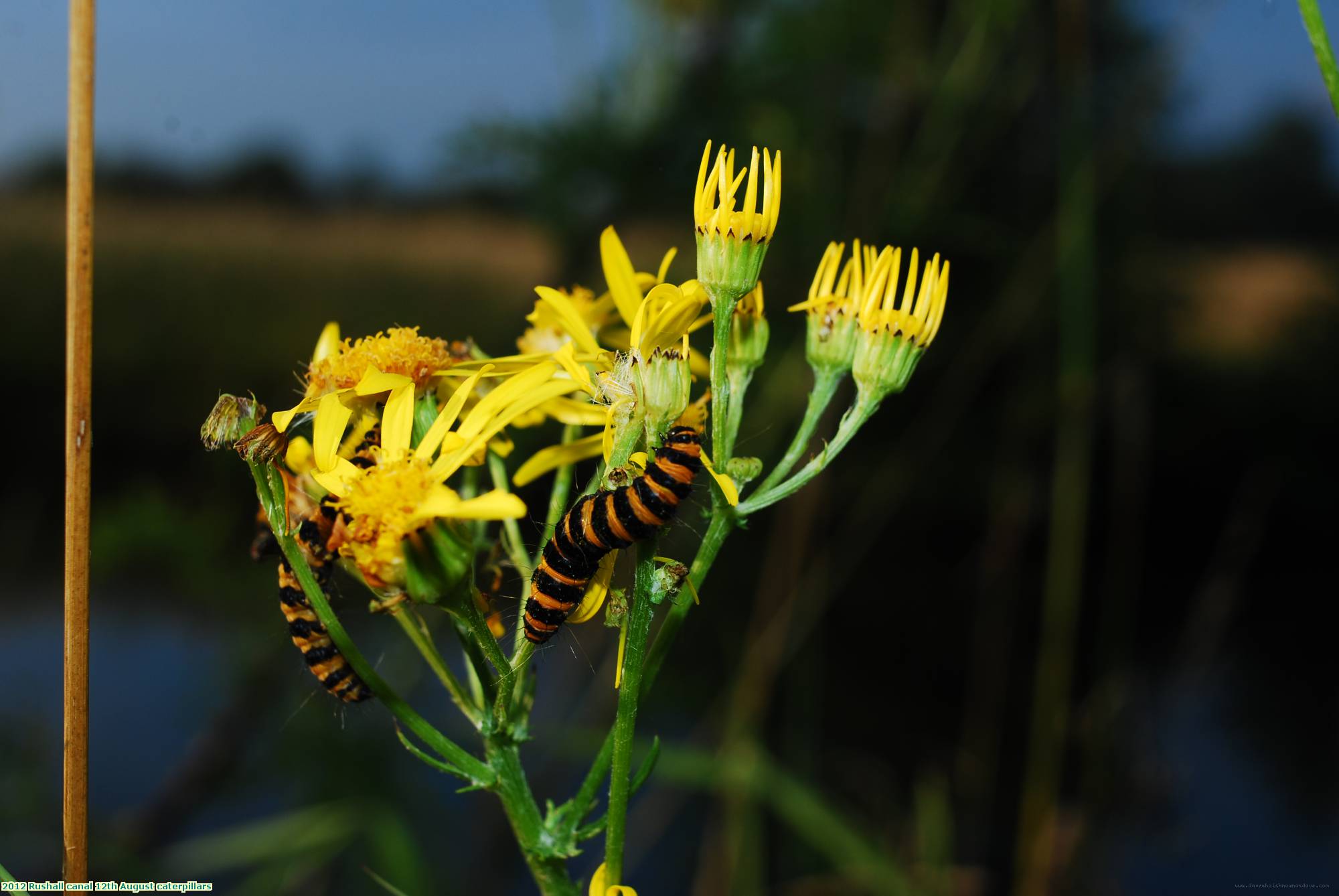 2012 Rushall canal 12th August caterpillars