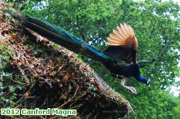  canf 2012 Canford Magna Lulworth Castle peacock