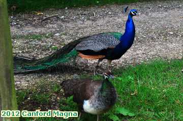  canf 2012 Canford Magna Lulworth Castle peacock