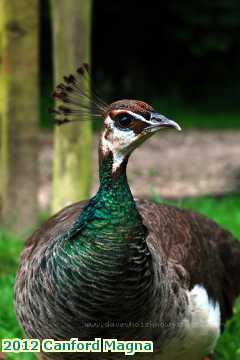  canf 2012 Canford Magna Lulworth Castle peacock