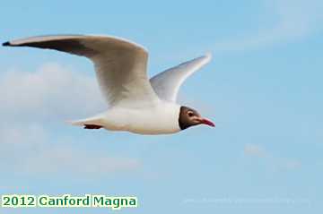  canf 2012 Canford Magna black headed gull Sandbanks