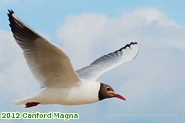  canf 2012 Canford Magna black headed gull Sandbanks