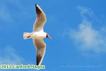  canf 2012 Canford Magna black headed gull Sandbanks