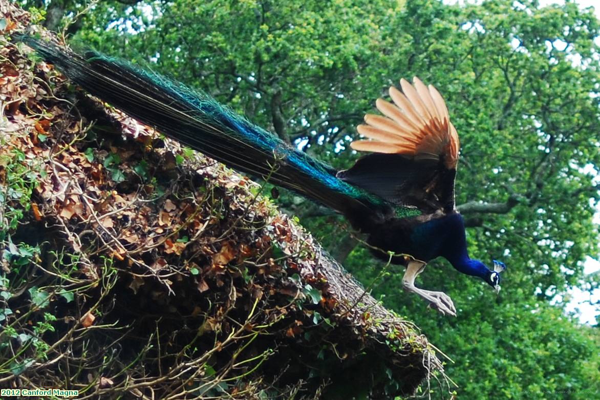 2012 Canford Magna Lulworth Castle peacock