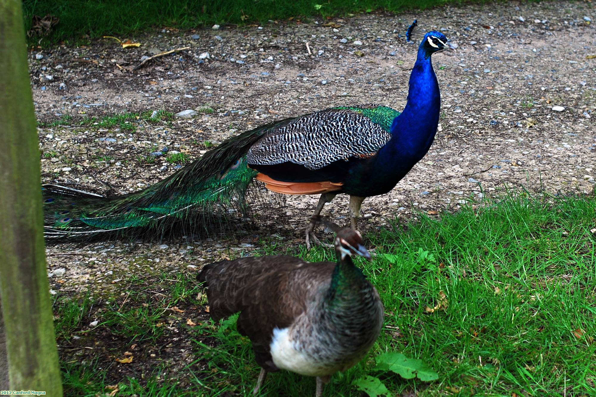 2012 Canford Magna Lulworth Castle peacock