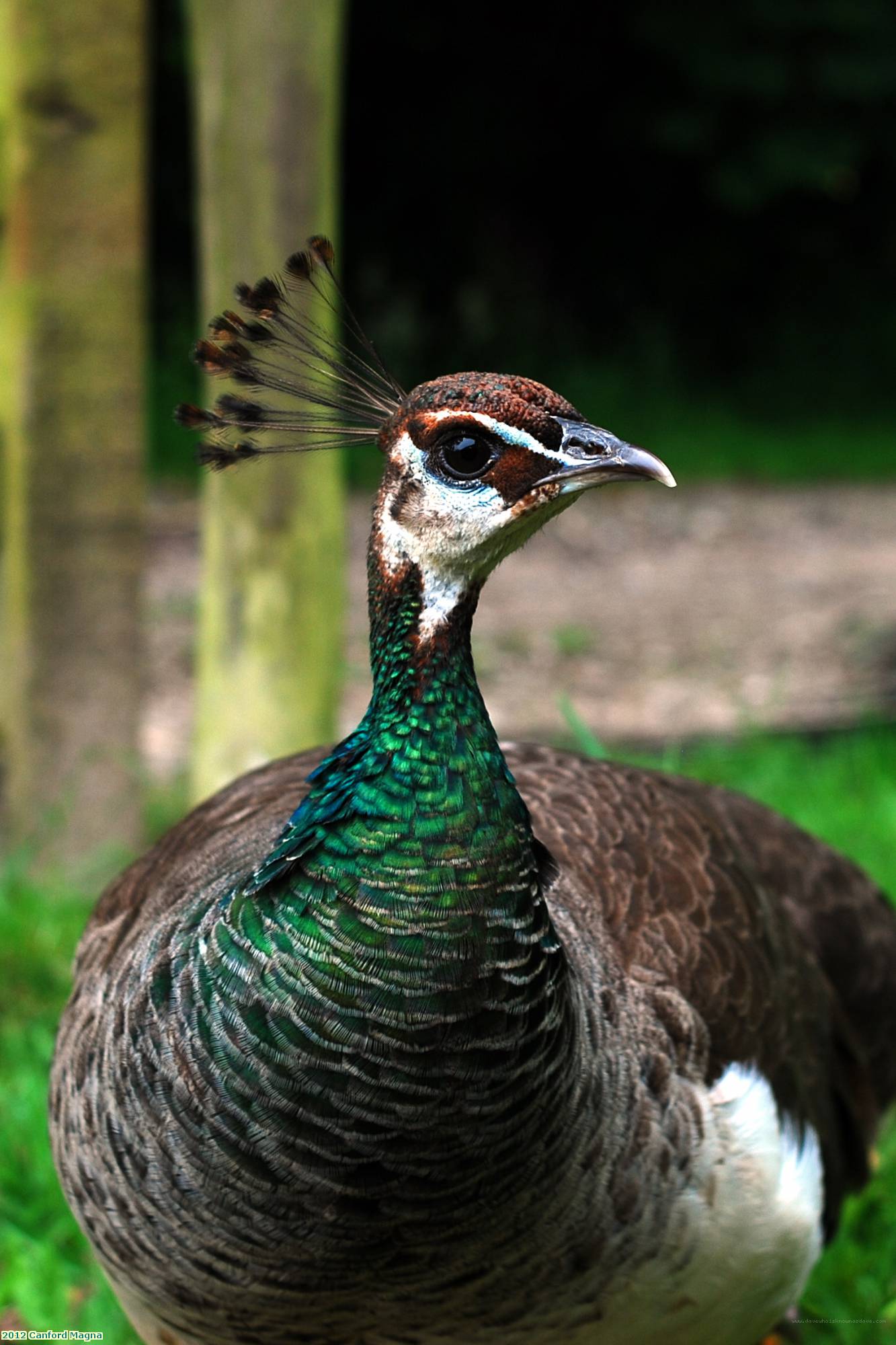 2012 Canford Magna Lulworth Castle peacock