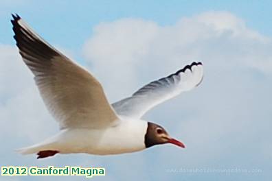 2012 Canford Magna black headed gull Sandbanks