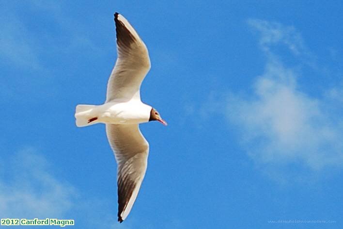 2012 Canford Magna black headed gull Sandbanks