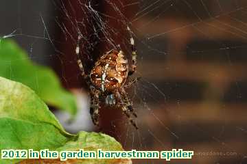  gard 2012 in the garden harvestman spider