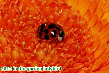  gard 2012 in the garden ladybird