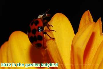  gard 2012 in the garden ladybird